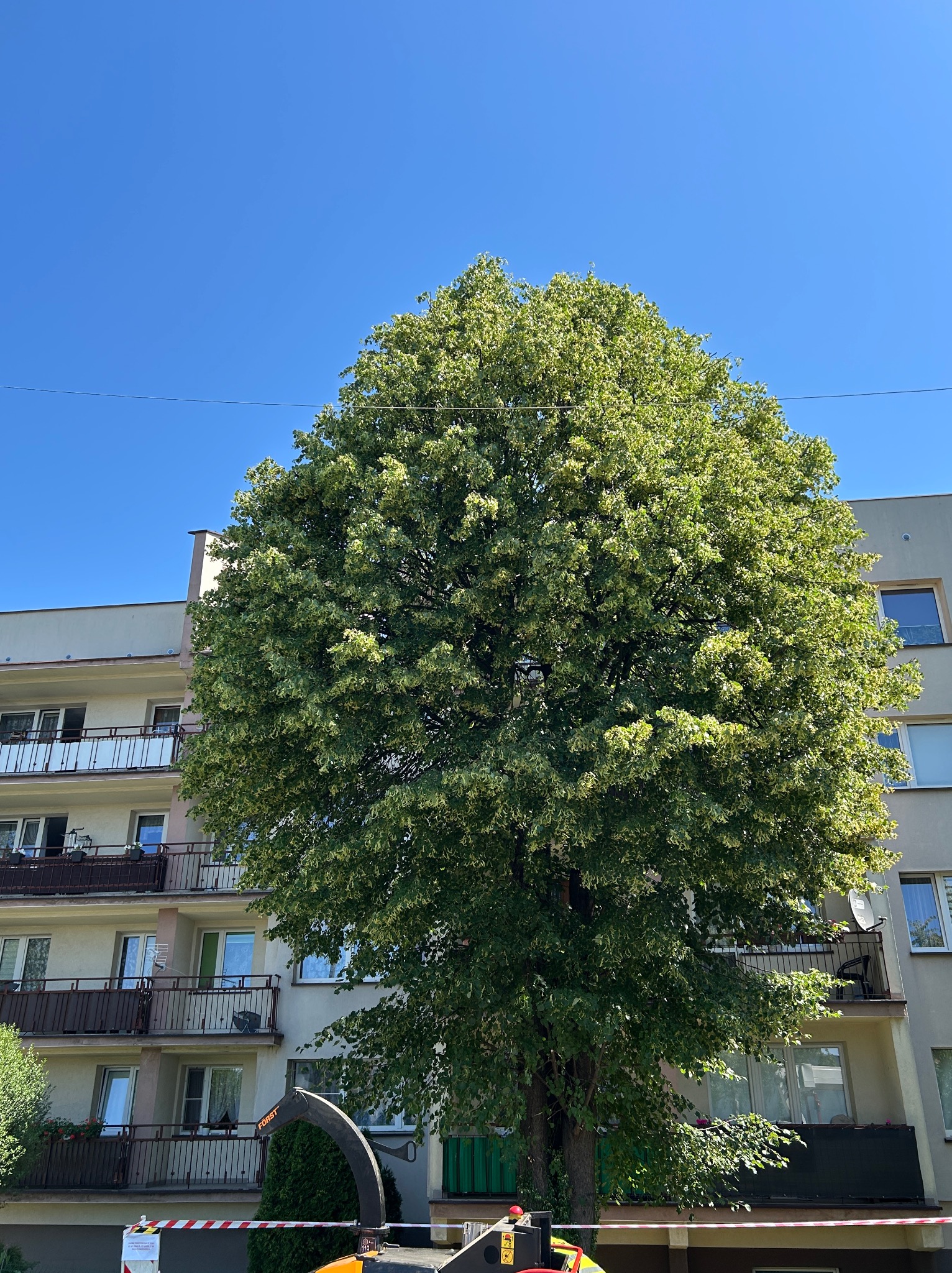 Tak wygląda po przycięciu