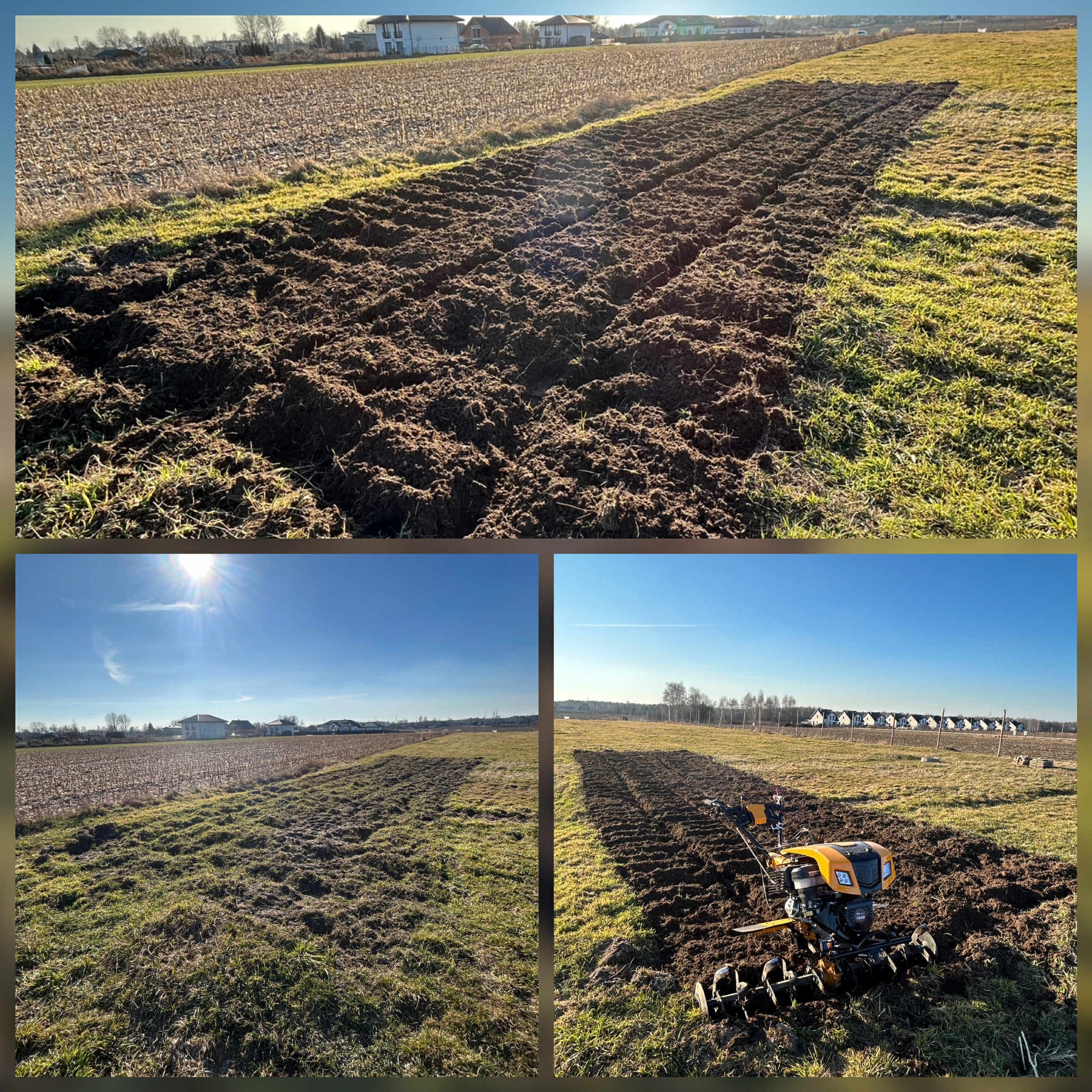 Żółty glebogryz na polu, świeżo spulchniona ziemia w rzędach, w tle zabudowa jednorodzinna i błękitne niebo. Prace polowe w słoneczny dzień.