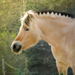 Equ Kamela - Grafik Przodkowo