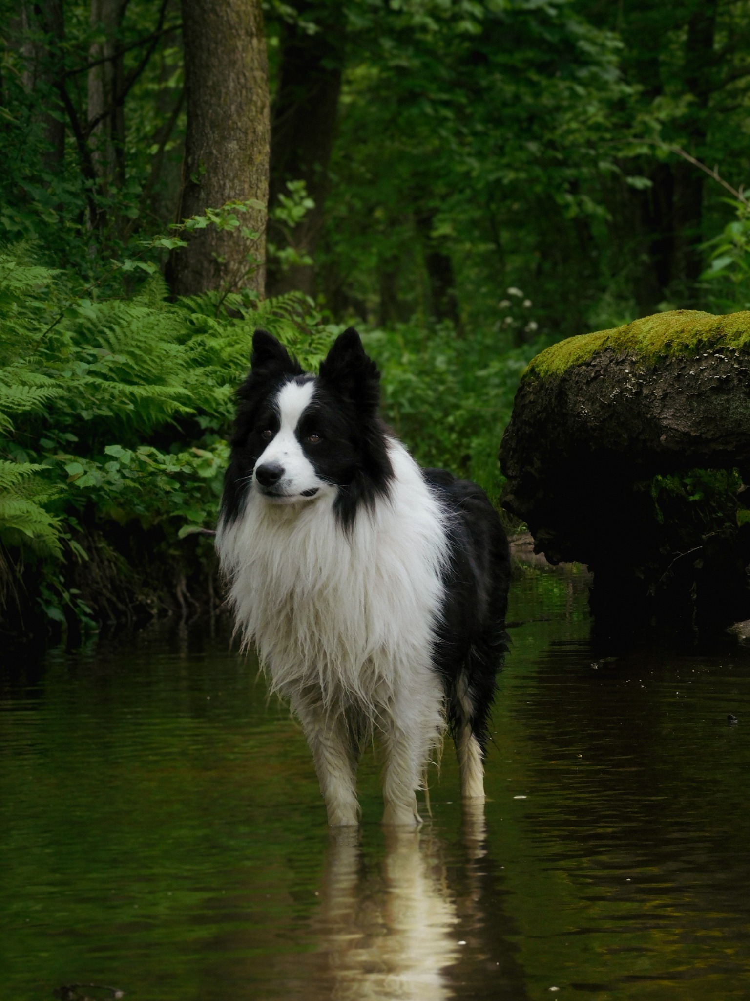Border Collie stoi w płytkiej wodzie, otoczony zielenią lasu. Woda odbija drzewa i niebo, tworząc spokojną i naturalną scenerię. Pies patrzy w lewo.