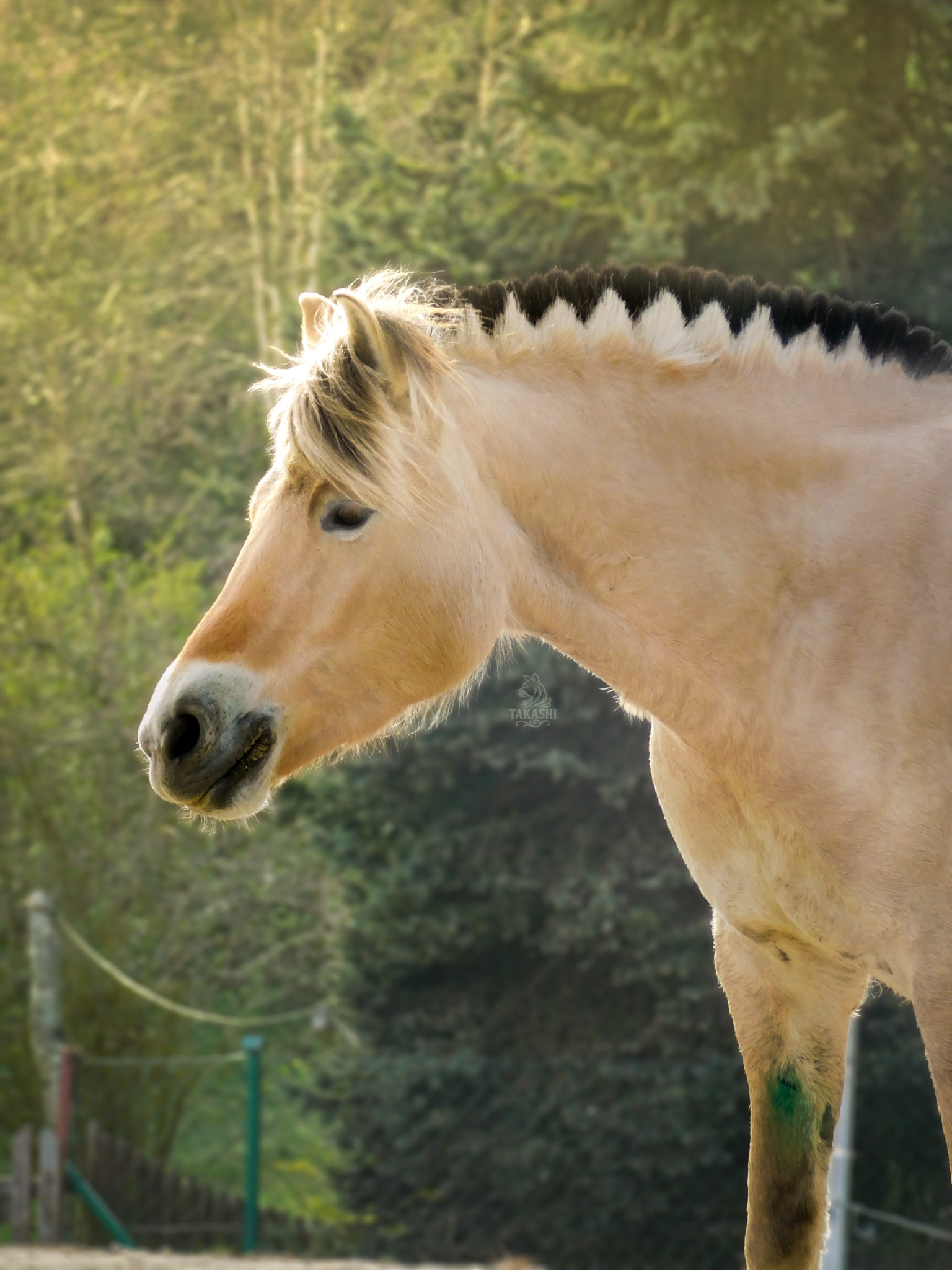 Portret konia rasy fiordzkiej w Przodkowie. Profil zwierzęcia z charakterystyczną grzywą i jasną sierścią na tle zieleni. Delikatne światło podkreśla detale.