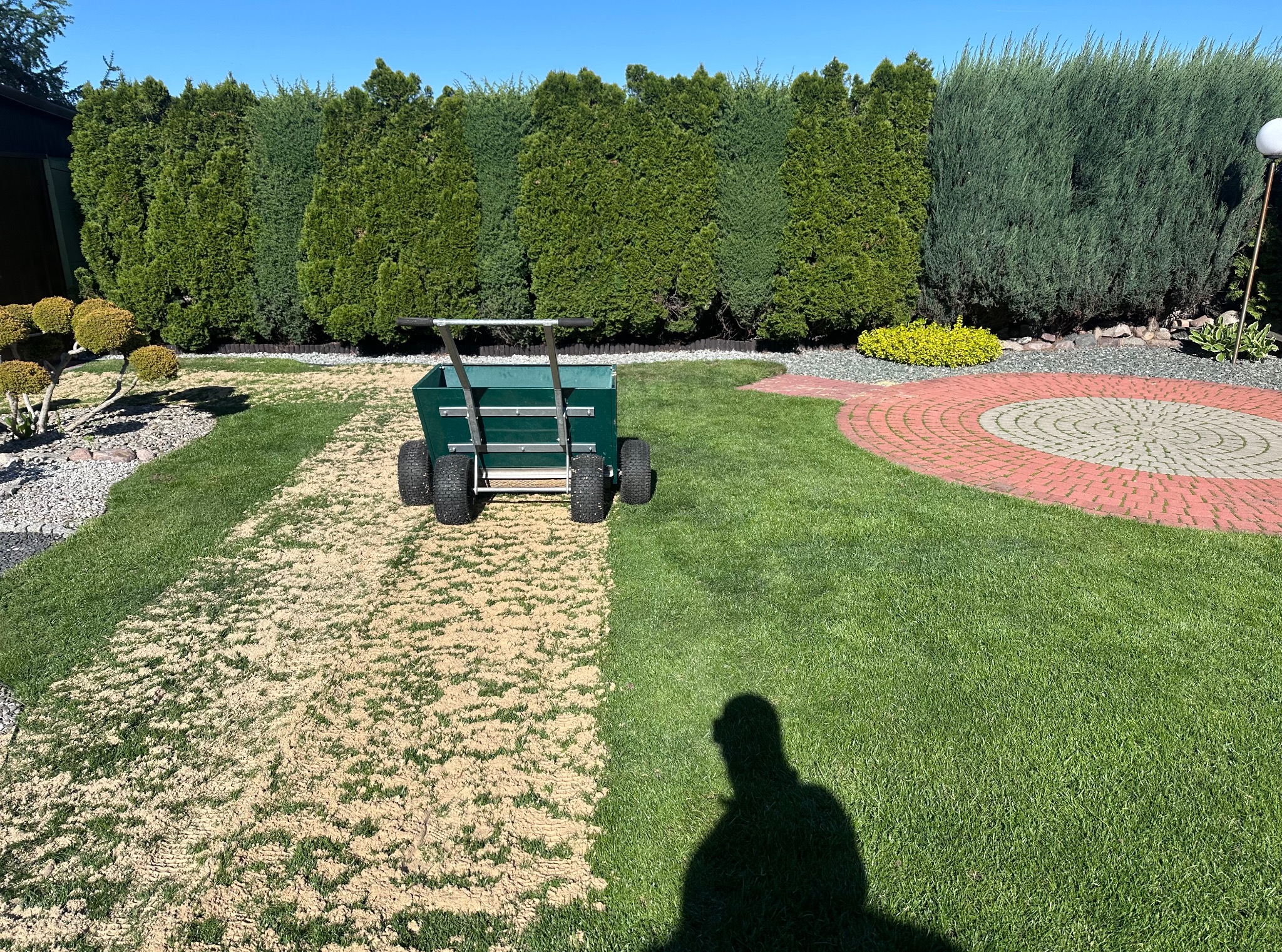 Wózek do rozsiewania nawozu na trawniku, widoczny efekt nawożenia. Trawa po lewej stronie wózka pokryta nawozem, po prawej świeża zieleń. Tuje w tle.