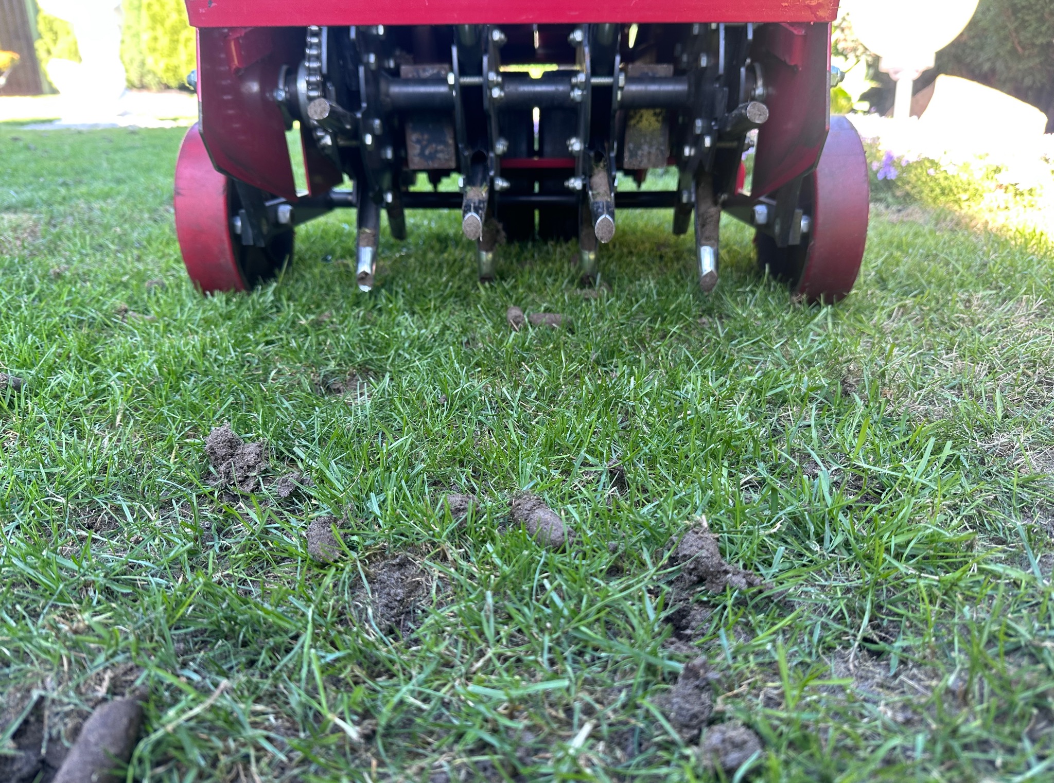 Aerator do trawy w trakcie pracy, widoczne otwory i fragmenty ziemi na trawniku, czerwona obudowa maszyny.