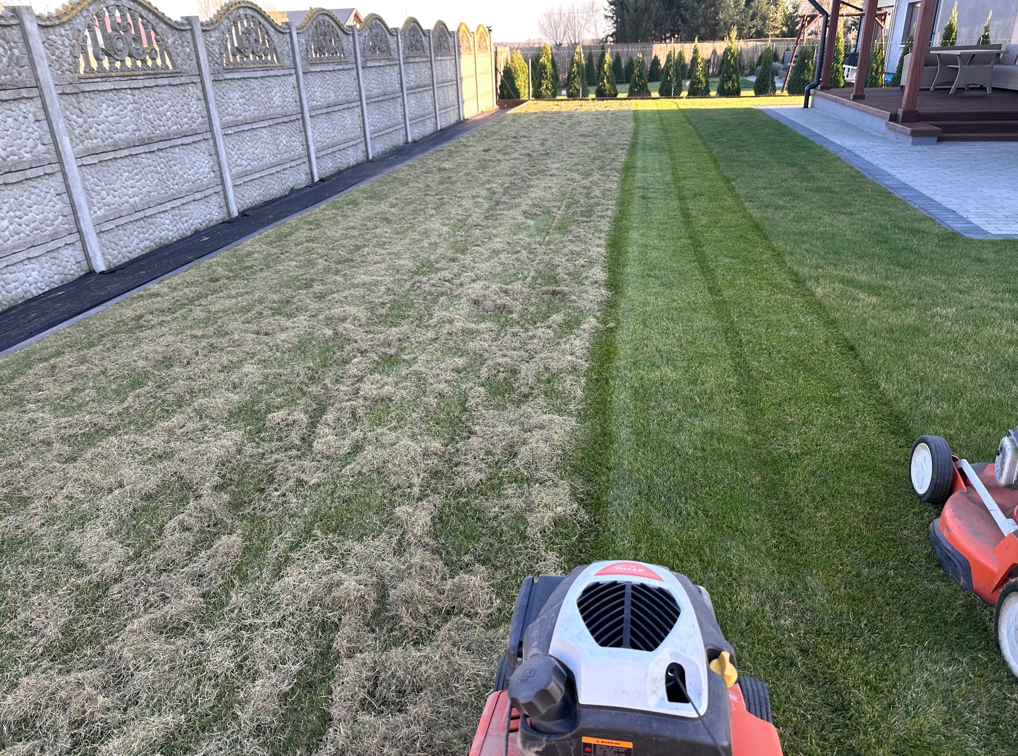 Aeracja trawnika z użyciem wertykulatora. Widoczny efekt: pasy świeżo napowietrzonej trawy obok obszaru przed zabiegiem. W tle ogrodzenie i zadbany ogród.