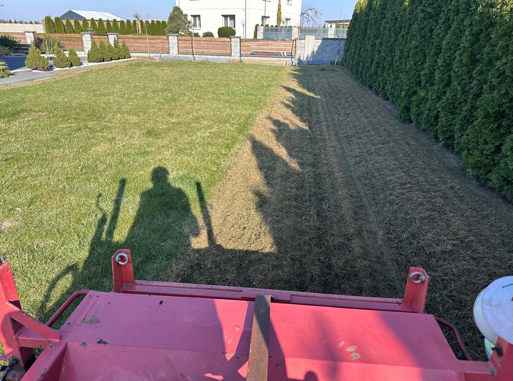 Aeracja trawnika z użyciem aeratora mechanicznego. Widoczny cień operatora i maszyna na tle podzielonego trawnika: część po aeracji, część przed. Tuje w tle.