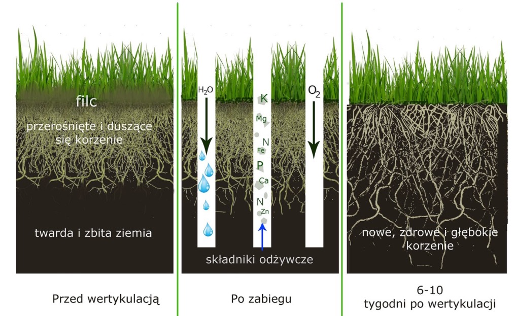 Ilustracja stanu trawnika przed i po wertykulacji, ukazująca poprawę ukorzenienia i dostarczenie składników odżywczych. Schemat korzeni przed, w trakcie i po zabiegu.