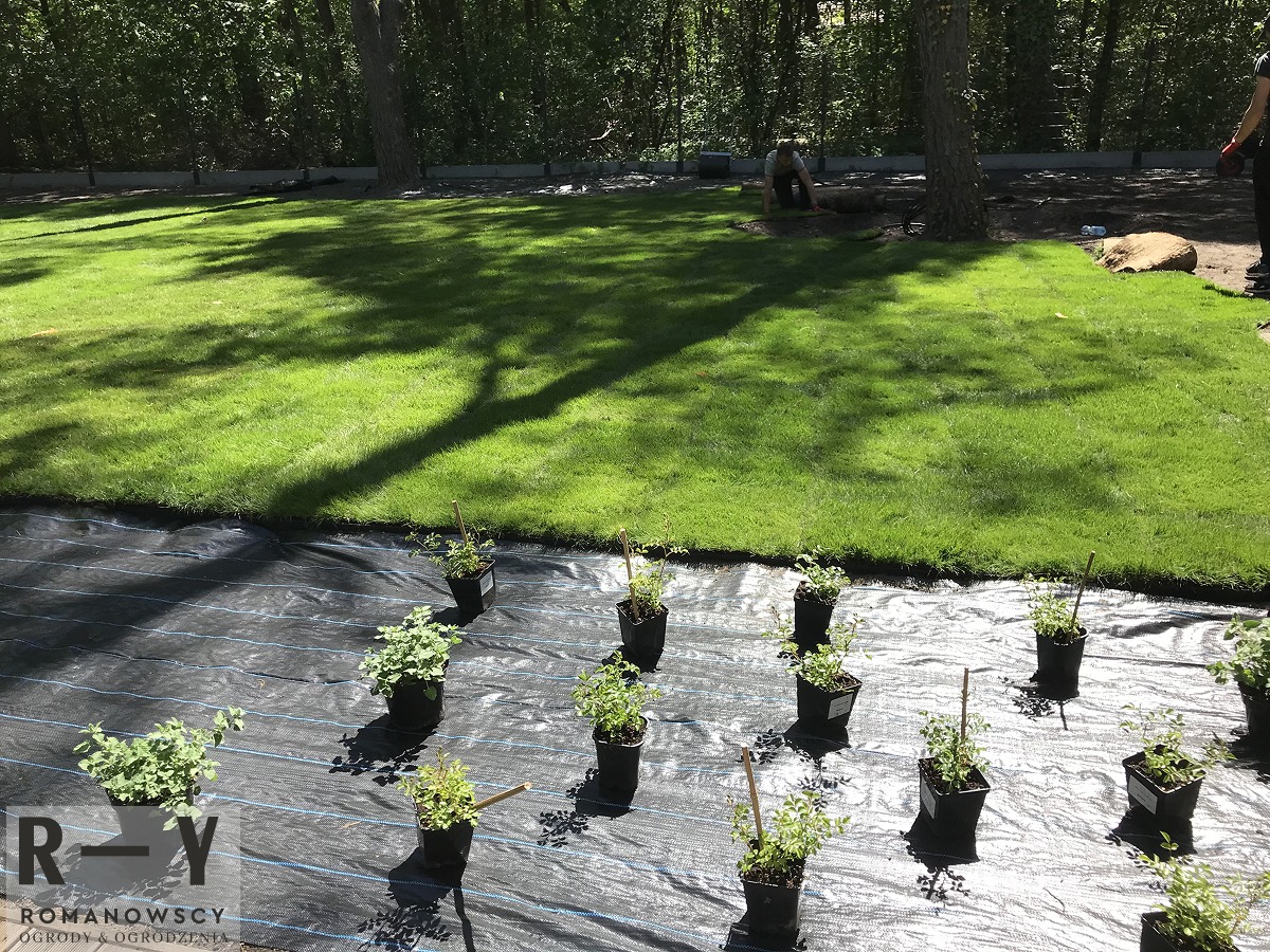 Przygotowany teren pod nasadzenia: rozłożona agrowłóknina, sadzonki w doniczkach w rzędach, w tle trawnik z rolki i pracująca osoba. Słoneczny dzień.