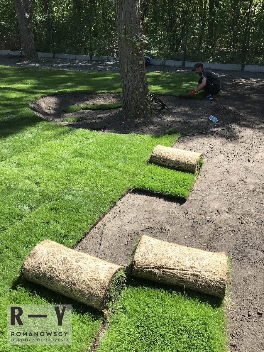 Rozkładanie trawy z rolki wokół drzewa; widoczne fragmenty ułożonej darni i rolki trawy z siatką jutową, pracownik w tle w trakcie układania, zielony trawnik.