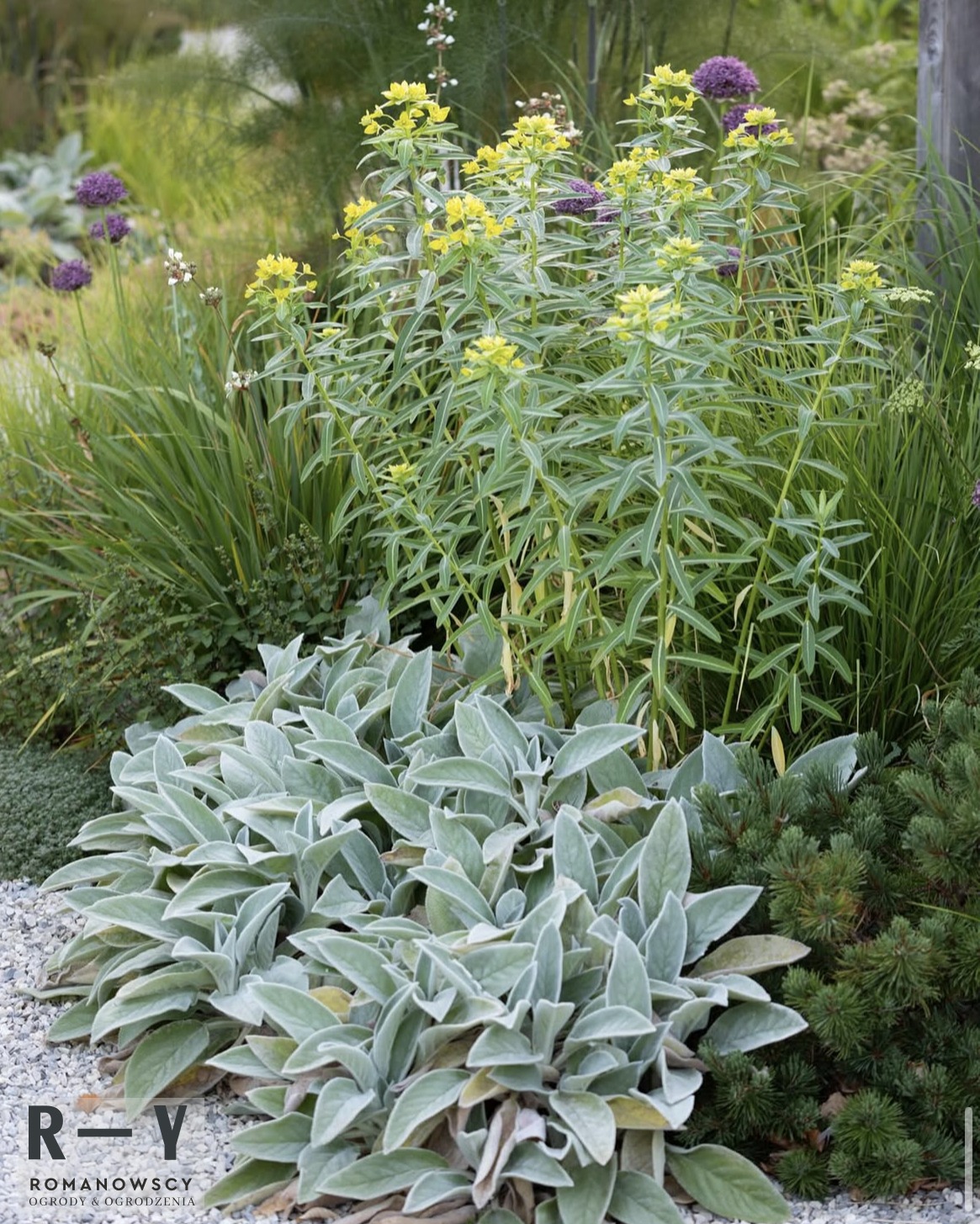 Kępa jasnosrebrnych liści starca w ogrodzie żwirowym, z żółtymi i fioletowymi kwiatami w tle. Kompozycja roślin w stylu naturalistycznym, zróżnicowana faktura i kolorystyka.