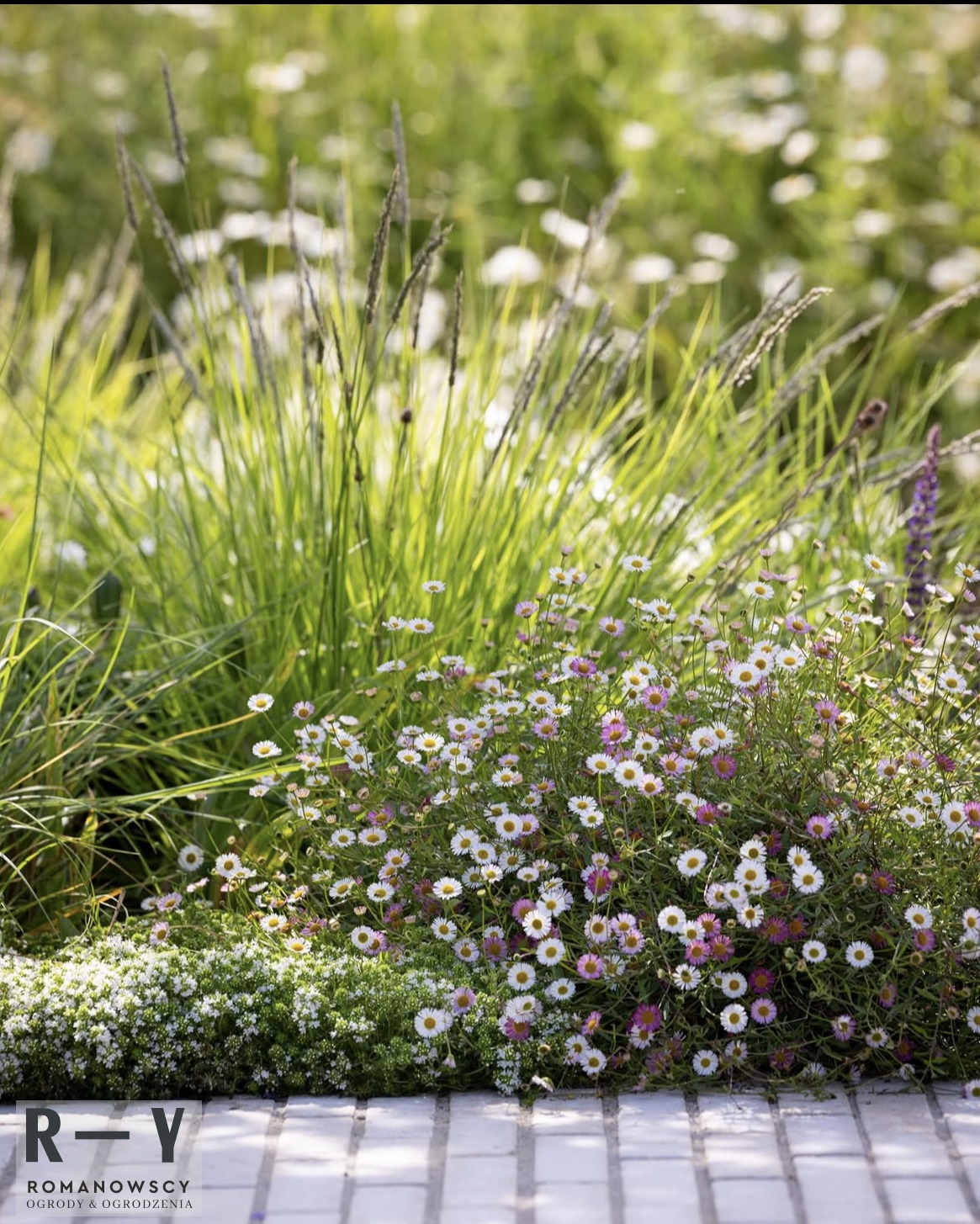 Urokliwy ogród z kwitnącymi stokrotkami i ozdobnymi trawami, wykończony jasną kostką brukową. Kompozycja roślin w naturalnym, lekko rozproszonym świetle.