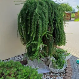 Ogród z zielonym drzewem o zwisających gałęziach, otoczonym białymi kamieniami i niskimi krzewami, po przycięciu. W tle brama i niebieskie niebo.