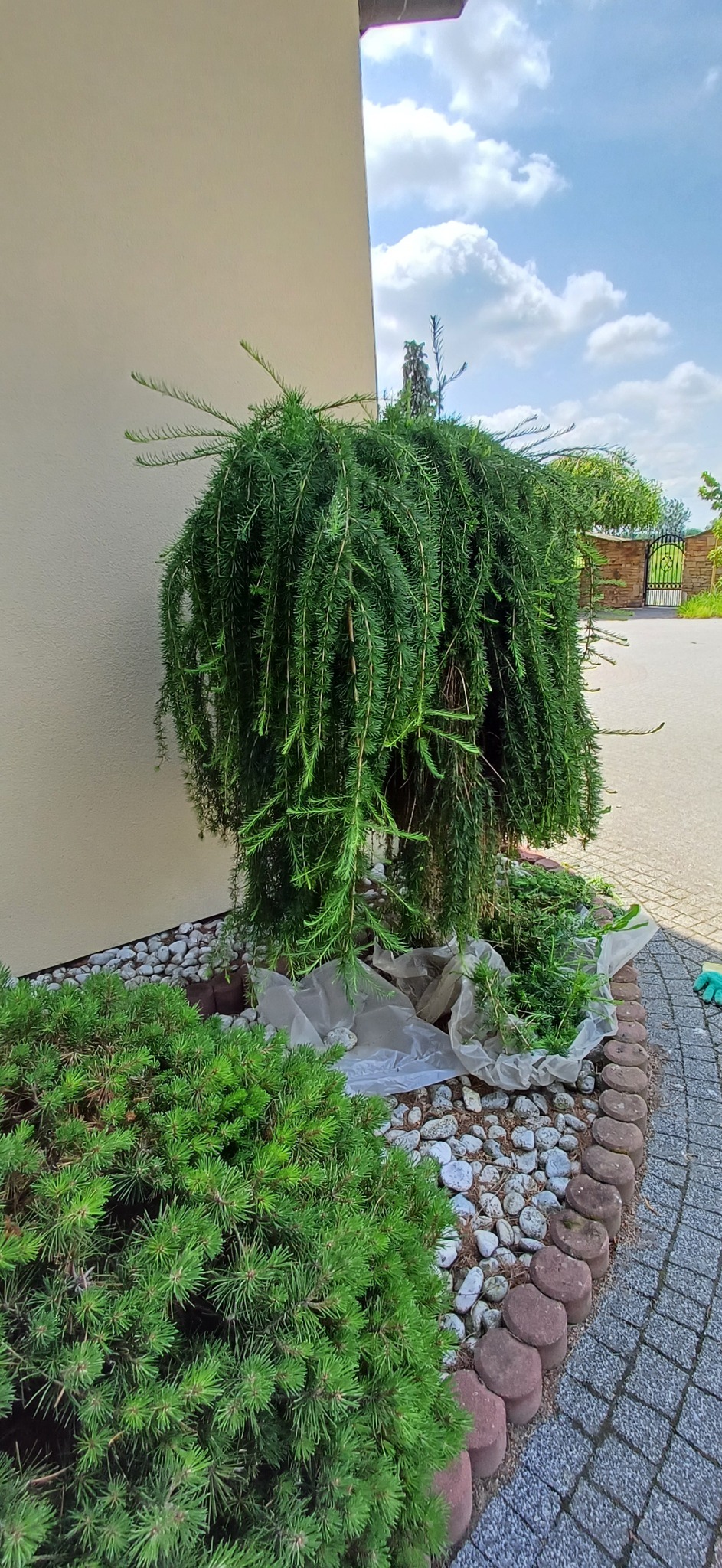 Ogród z zielonym drzewem o zwisających gałęziach, otoczonym białymi kamieniami i niskimi krzewami, po przycięciu. W tle brama i niebieskie niebo.