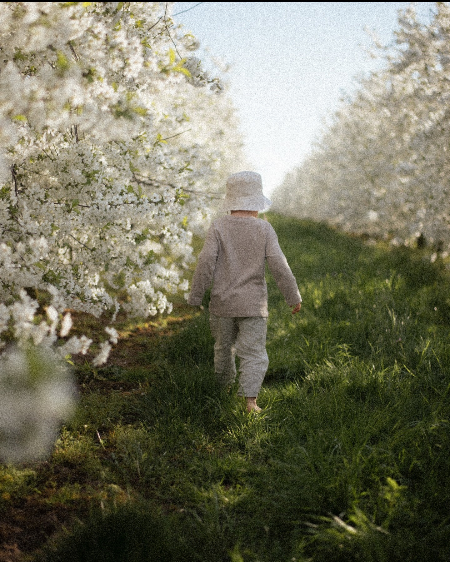 Dziecko w kapeluszu idzie boso po trawie w sadzie kwitnących drzew. Delikatne oświetlenie, naturalna kolorystyka. Ujęcie z tyłu, podkreślające swobodę i bliskość natury.