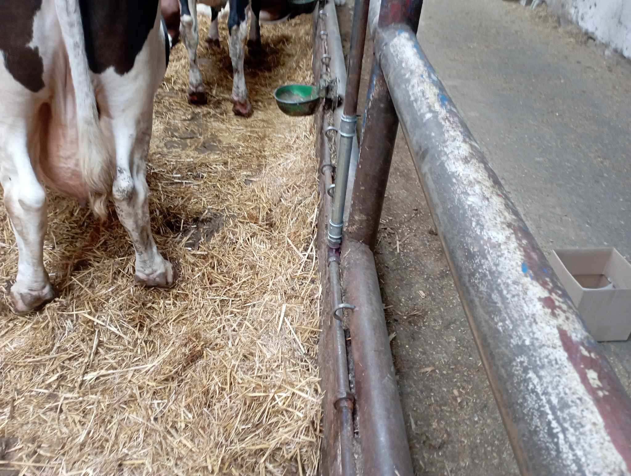 Fragment instalacji w oborze z krowami, widoczne metalowe rury, słoma na podłodze i fragmenty zwierząt. Ujęcie z bliska, perspektywa z dołu.