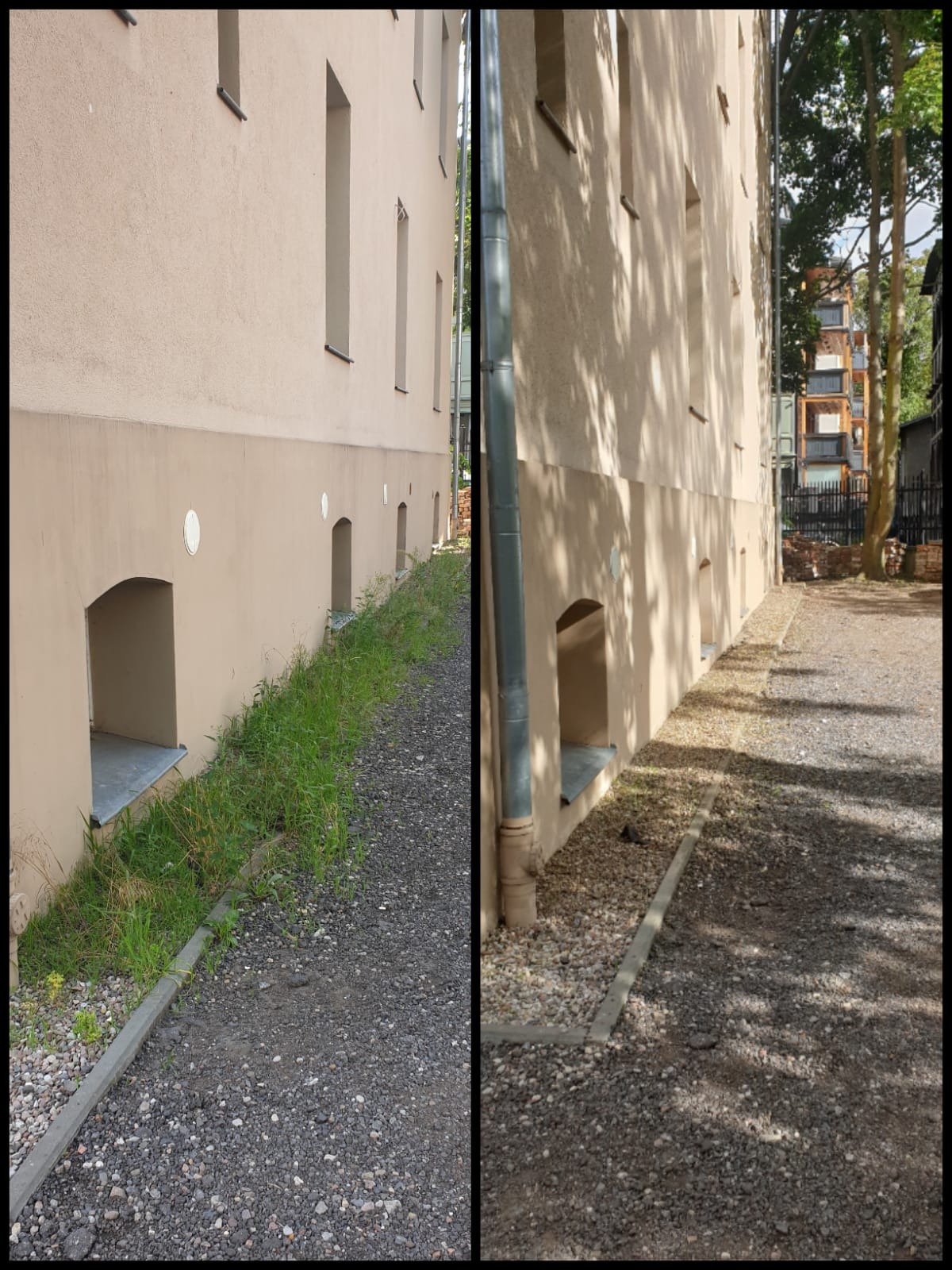 Porównanie stanu trawnika przed i po pielęgnacji wzdłuż budynku. Po prawej stronie trawnik jest czysty, bez chwastów, po lewej zaniedbany.