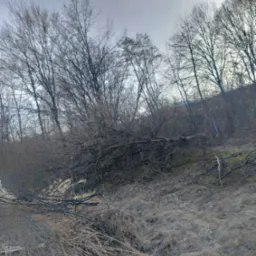 Połamane gałęzie i suche trawy na zboczu w pochmurny dzień. Drzewa bez liści w tle.