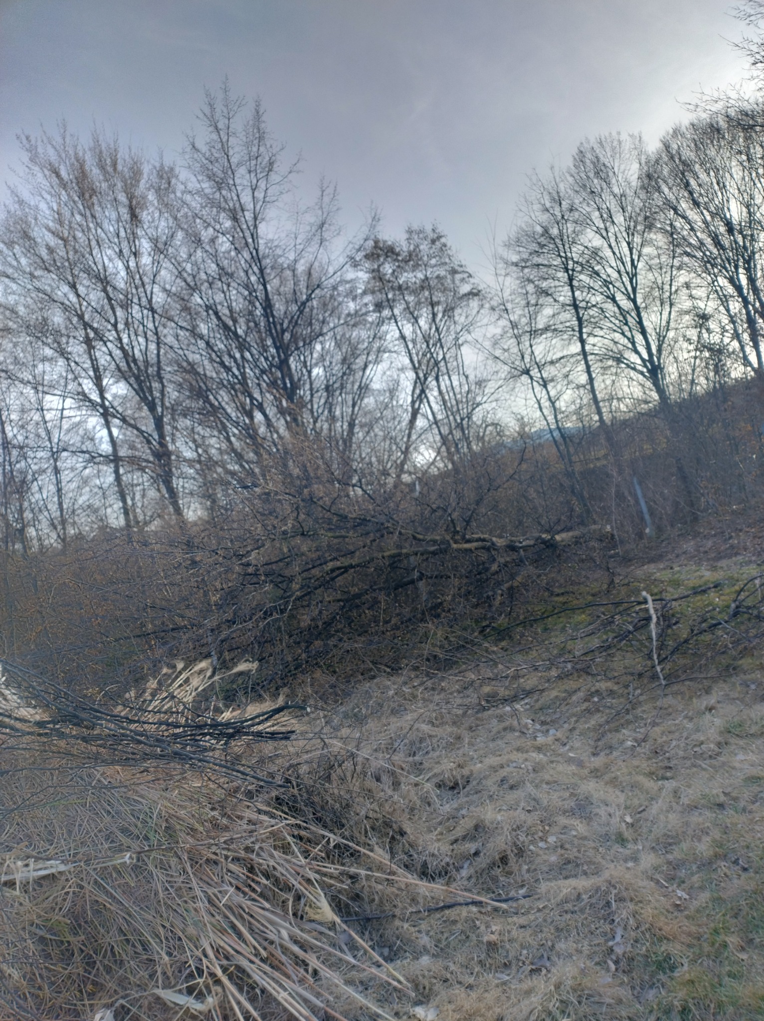 Połamane gałęzie i suche trawy na zboczu w pochmurny dzień. Drzewa bez liści w tle.