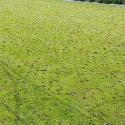 WOJTECH Wojciech Choina - Wysokiej Klasy Projektowanie Trawników Oława