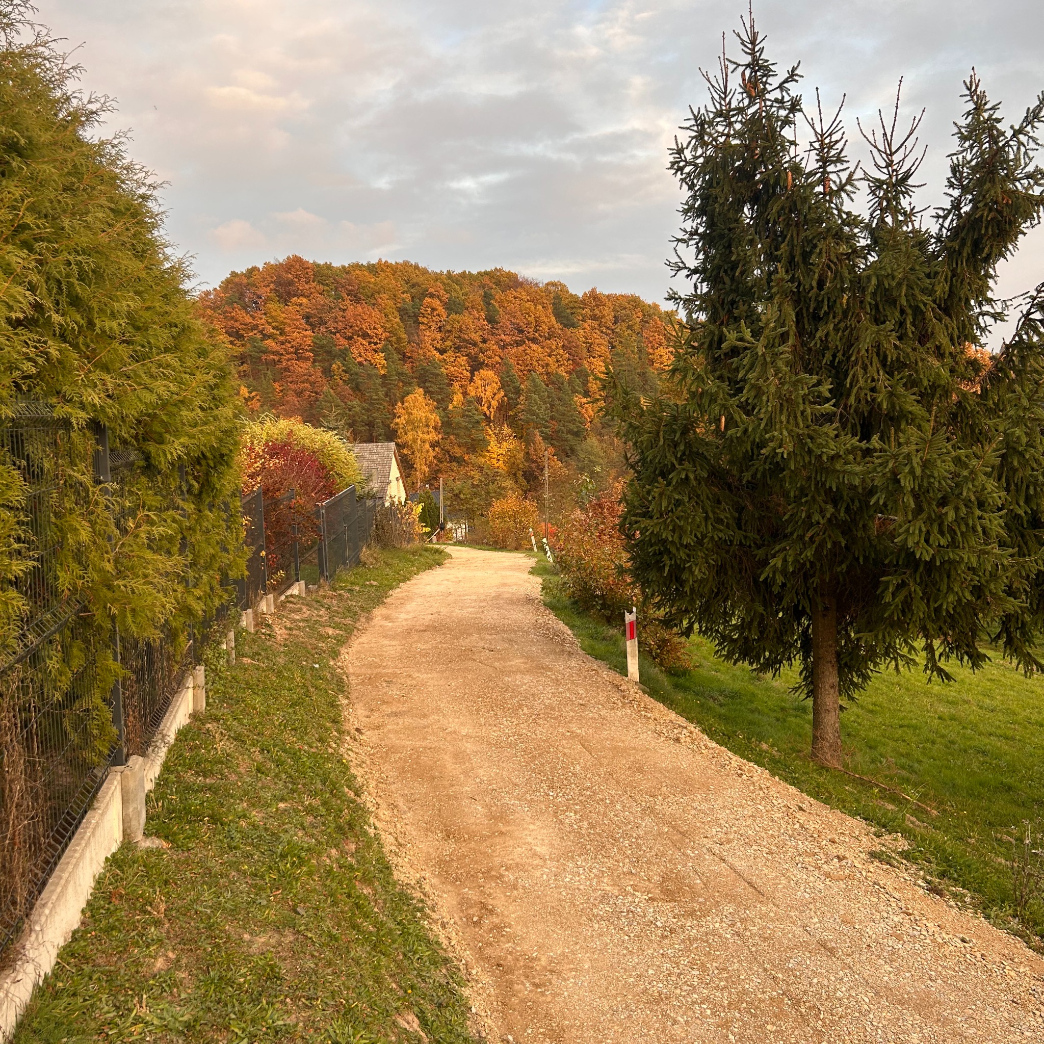 Żwirowa droga wznosi się łagodnie w kierunku lasu o jesiennych barwach. Po bokach ogrodzenie i drzewa iglaste. Słupki drogowe widoczne wzdłuż drogi.
