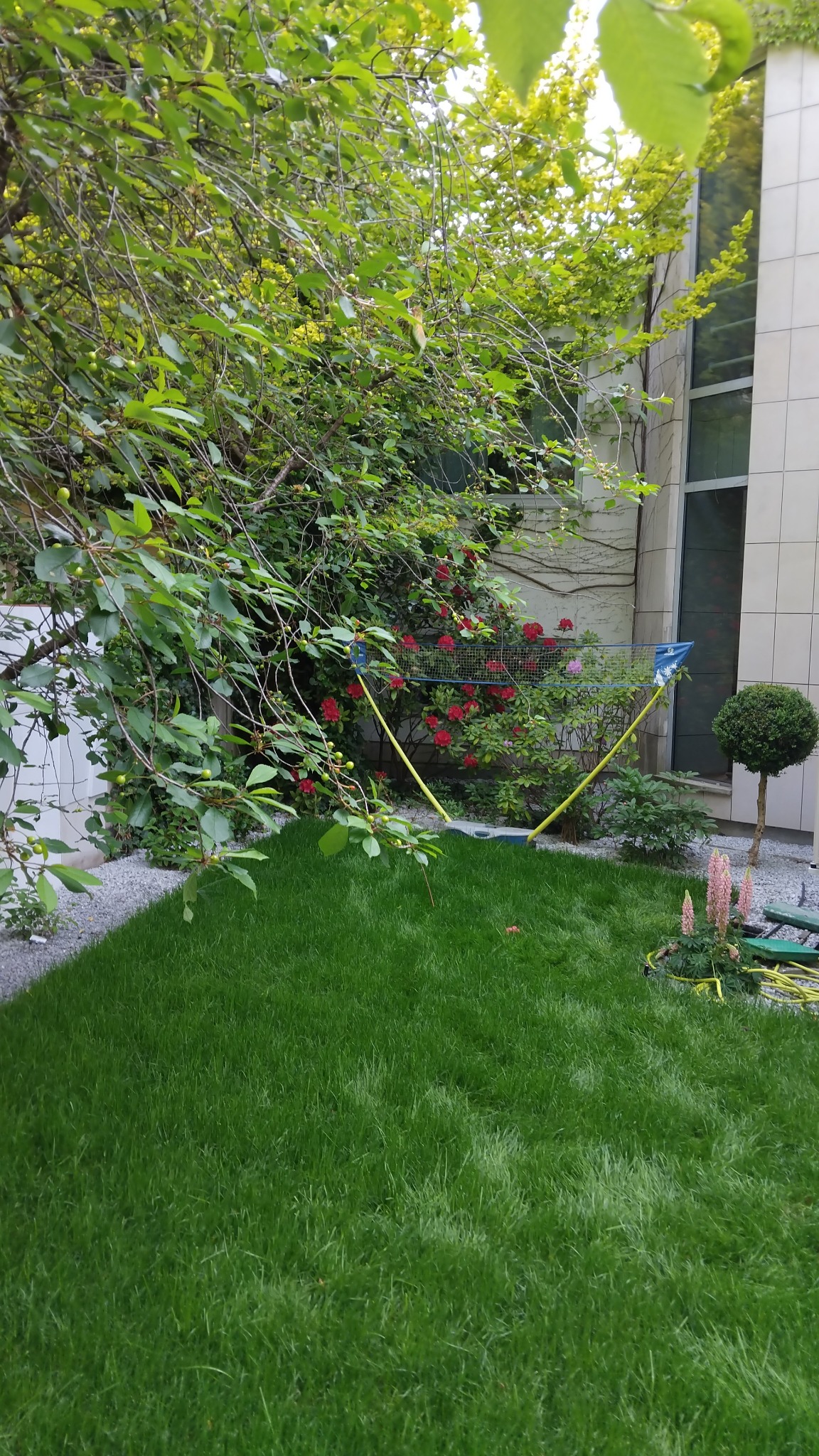 Zadbany trawnik z młodą trawą, obok rabata z kwitnącymi różami i formowanymi krzewami. W tle fragment nowoczesnego budynku.