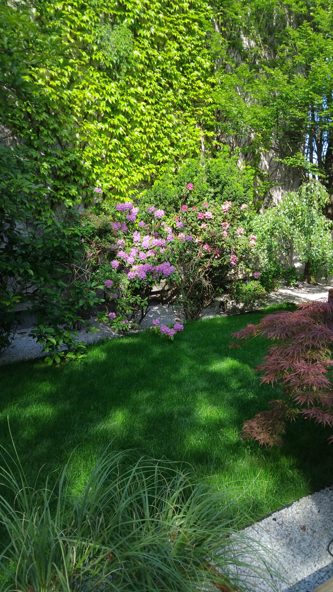 Zaciszny ogród z bujną roślinnością: trawnik, kwitnące rododendrony, ściana porośnięta bluszczem i ozdobny klon palmowy. Kamienne alejki dodają uroku.