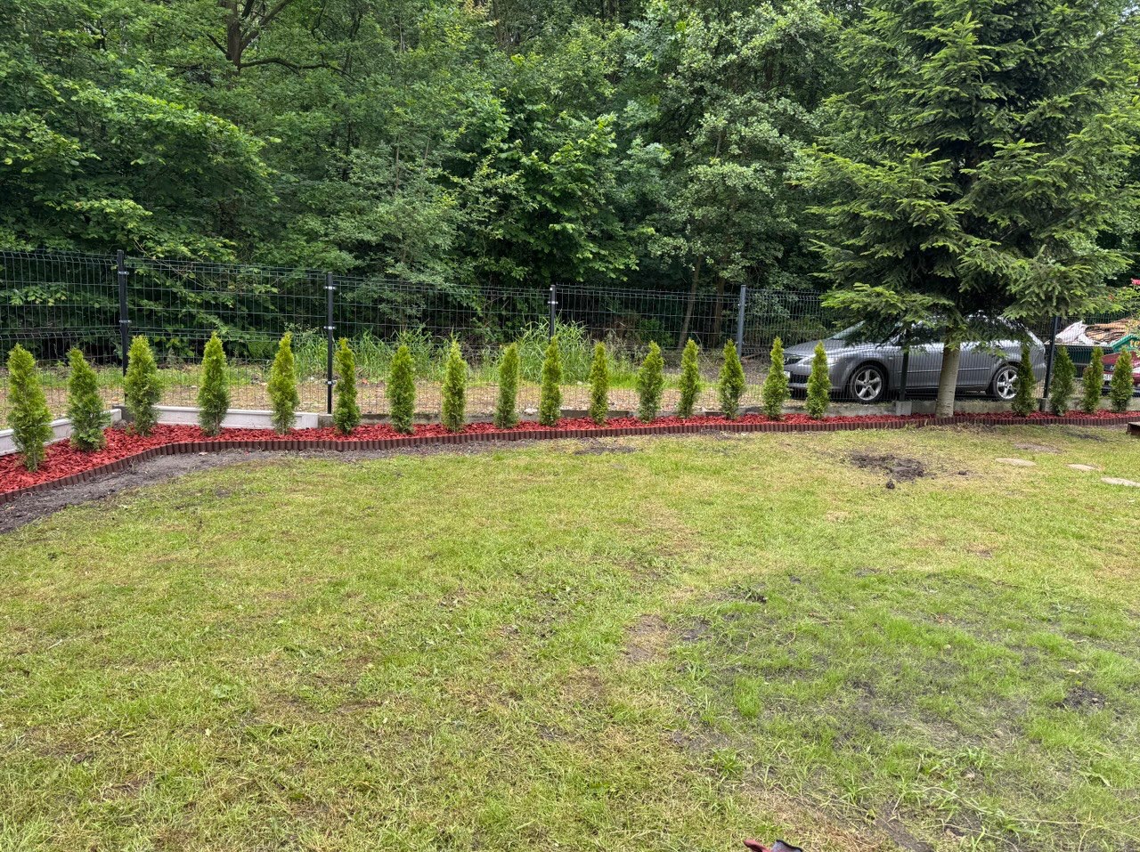 Równy rząd małych tujek, obłożonych czerwoną korą i obramowanych bordową obwódką, oddziela trawnik od siatki ogrodzeniowej. W tle drzewa i szary samochód.