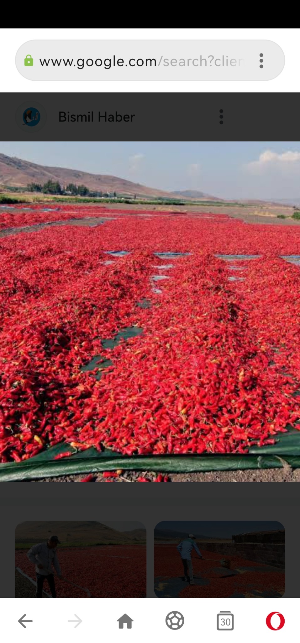 Rozległe pole suszonych, czerwonych papryczek chili rozłożonych na zielonej folii, z górami w tle w słoneczny dzień. Widok z góry, perspektywa krajobrazowa.