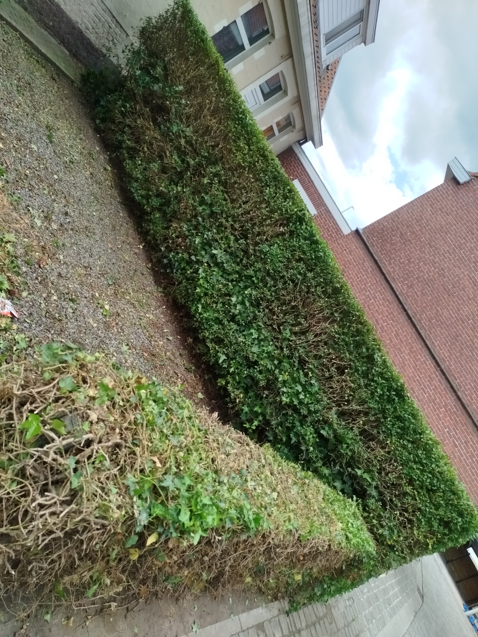 Dwa żywopłoty, jeden świeżo przycięty, drugi zaniedbany, na tle ceglanego budynku i kostki brukowej. Widoczne różnice w kondycji roślin.