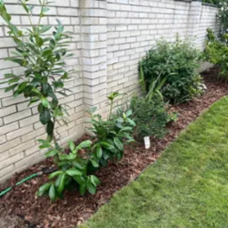 Świeżo posadzone rośliny przy murze z jasnej cegły, wyściółkowane korą. Widoczny trawnik i system nawadniania. Estetyczny ogród po realizacji.