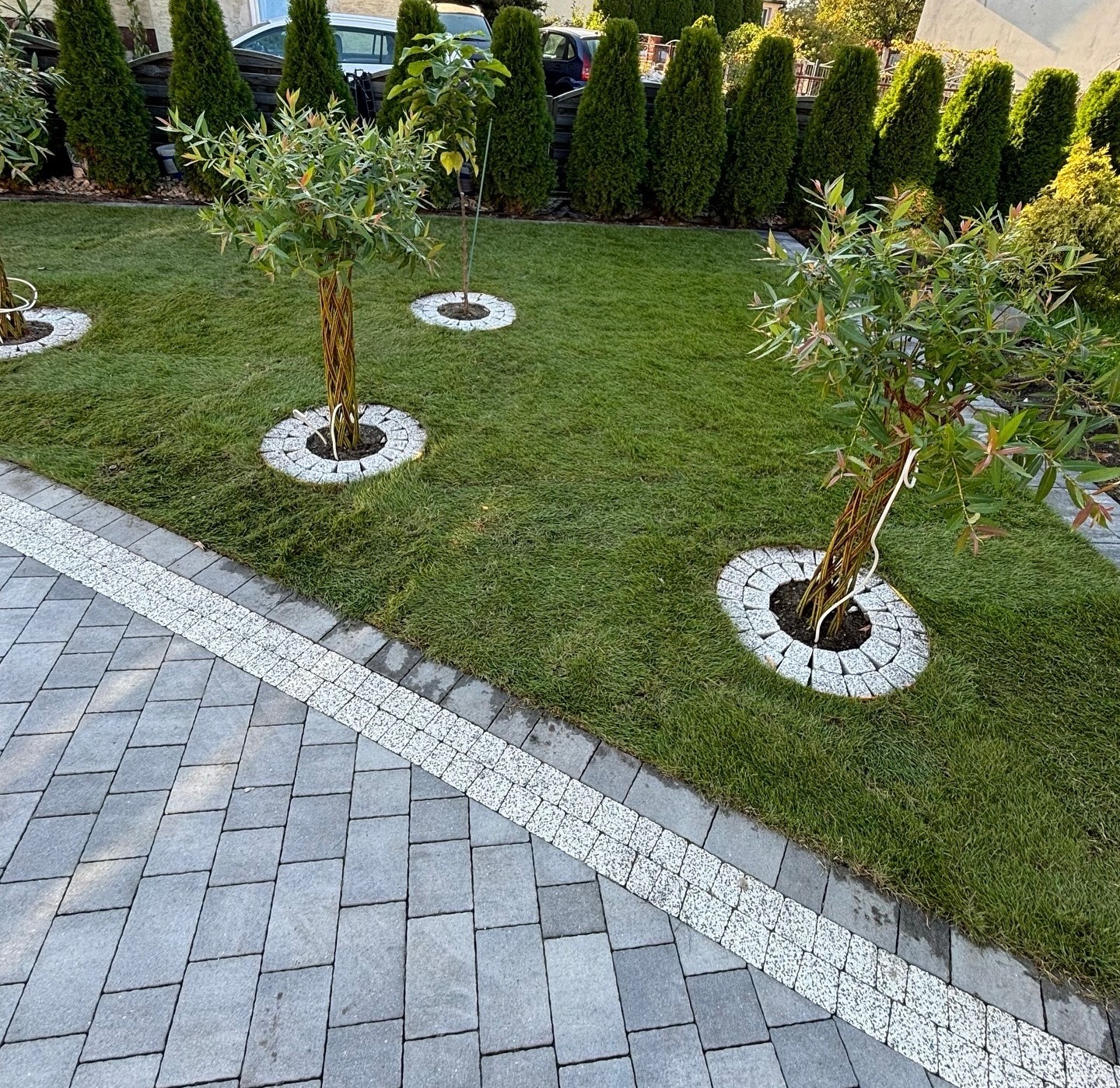 Zadbany trawnik z ozdobnymi drzewkami otoczonymi kamiennymi obwódkami, graniczący z brukowanym chodnikiem. W tle rząd wysokich, zielonych tuj.