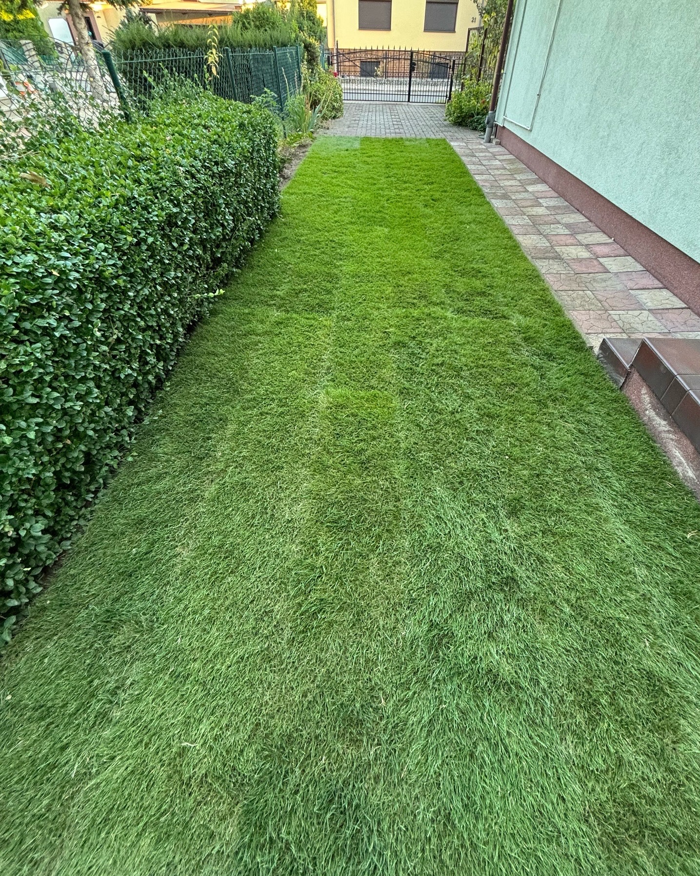 Świeżo założony trawnik z rolki przylegający do chodnika z kostki, z tujami w tle i ogrodzeniem z siatki. Widoczne ślady po wałowaniu trawy.