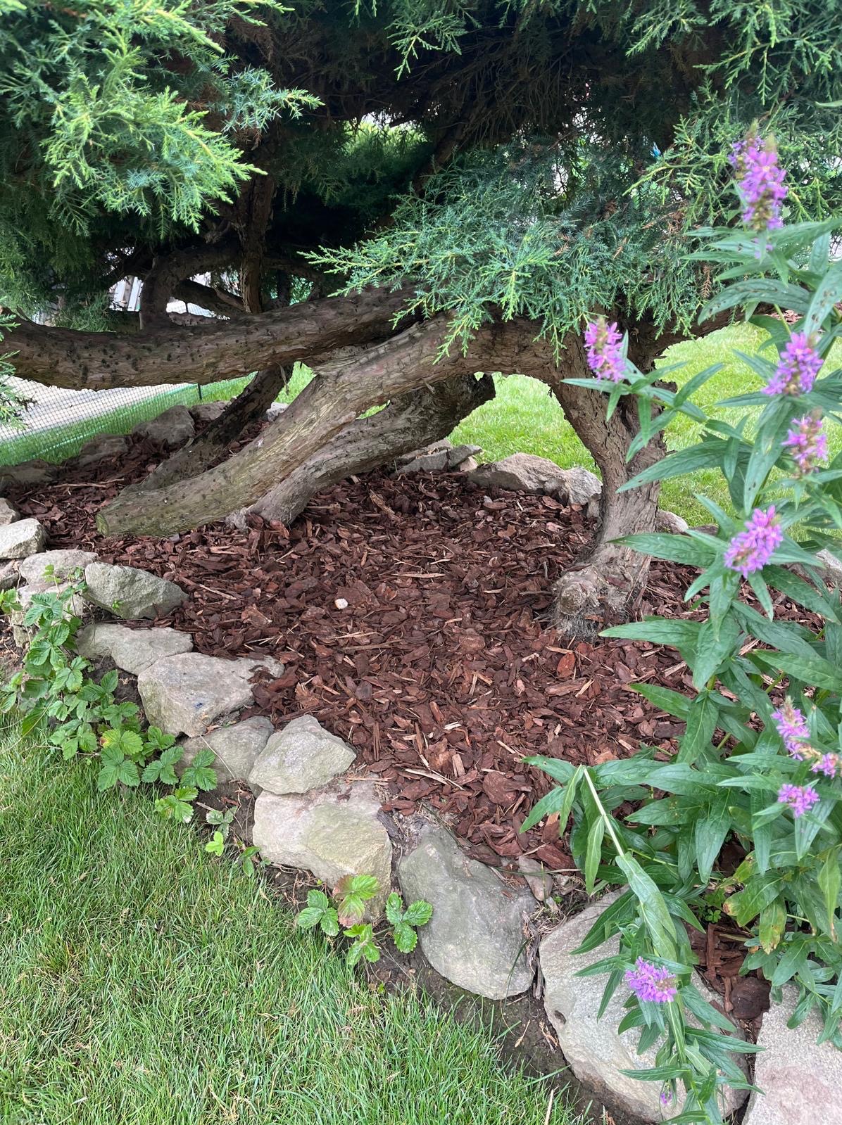 Kora drzewna pod rozłożystym iglakiem, obłożona kamieniami. W tle trawa i kwitnące, fioletowe kwiaty. Dekoracyjne wykończenie rabaty.