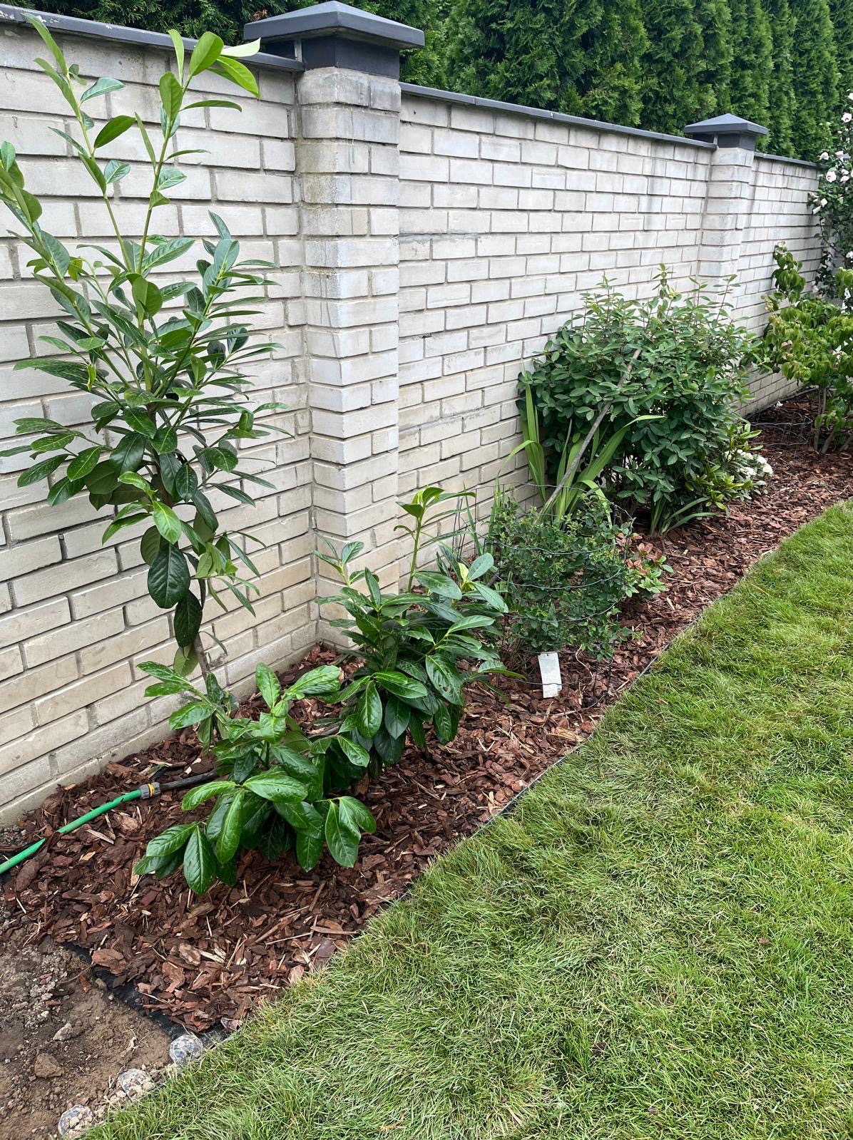 Świeżo posadzone rośliny przy murze z jasnej cegły, wyściółkowane korą. Widoczny trawnik i system nawadniania. Estetyczny ogród po realizacji.
