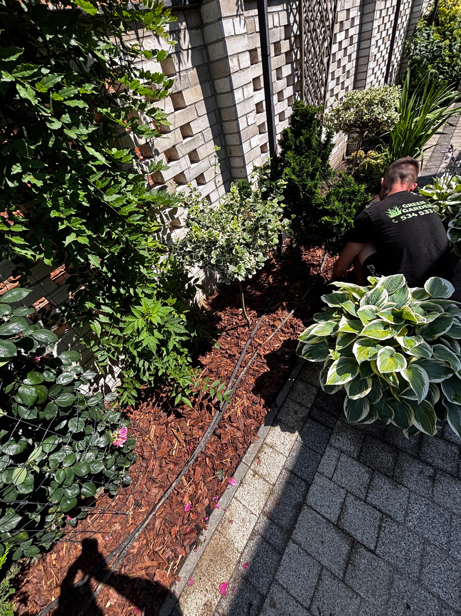 Prace ogrodnicze w Kędzierzynie-Koźlu: ogrodnik przy rabacie z korą, sadzi rośliny ozdobne. Widoczne hosty, iglaki i pnącza przy ceglanym murze.