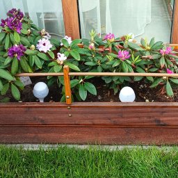 Okperfectlymade - Drewniana skrzynia balkonowa z rododendronami w różnych kolorach, oświetlona kulistymi lampkami, na tle okna i trawnika, z widocznymi detalami konstrukcyjnymi.