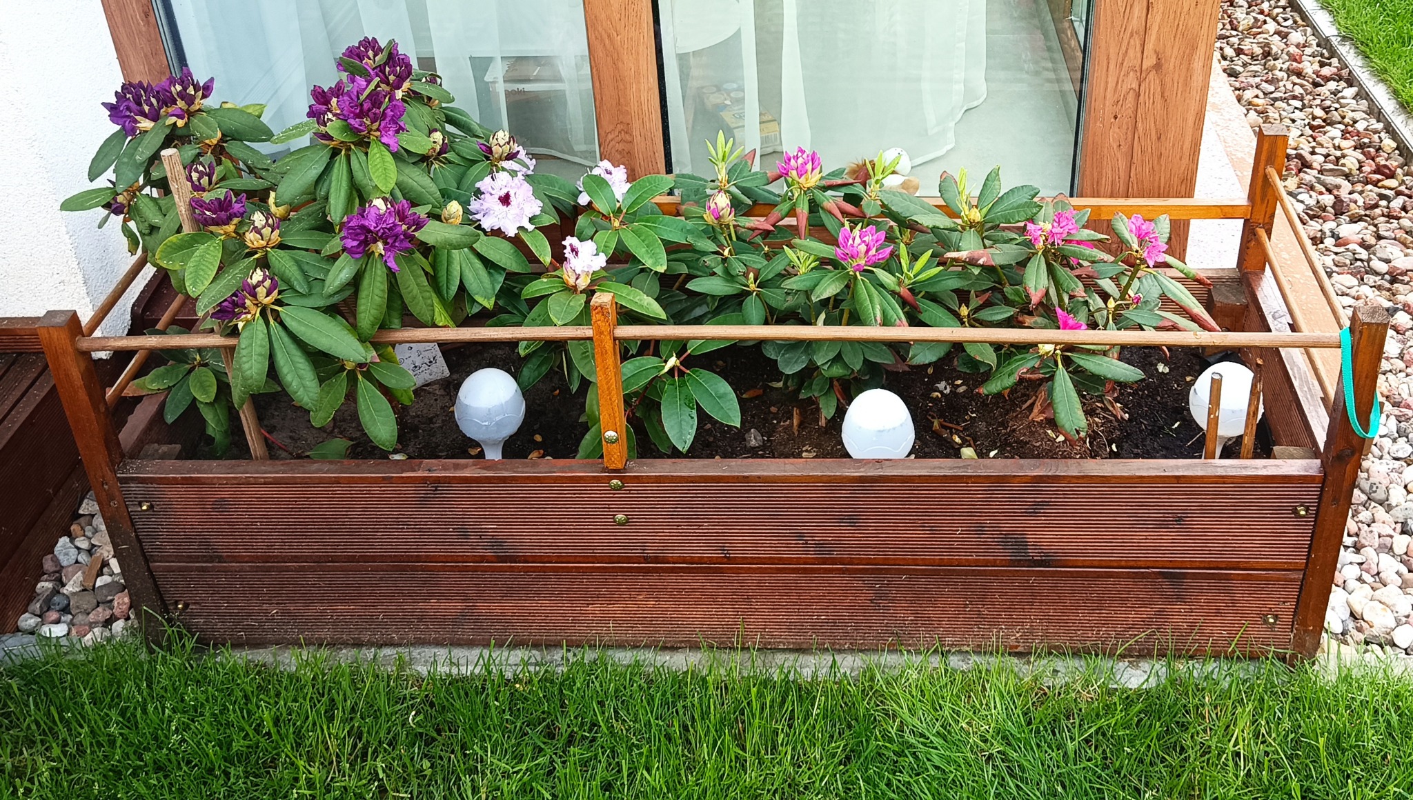 Drewniana skrzynia balkonowa z rododendronami w różnych kolorach, oświetlona kulistymi lampkami, na tle okna i trawnika, z widocznymi detalami konstrukcyjnymi.