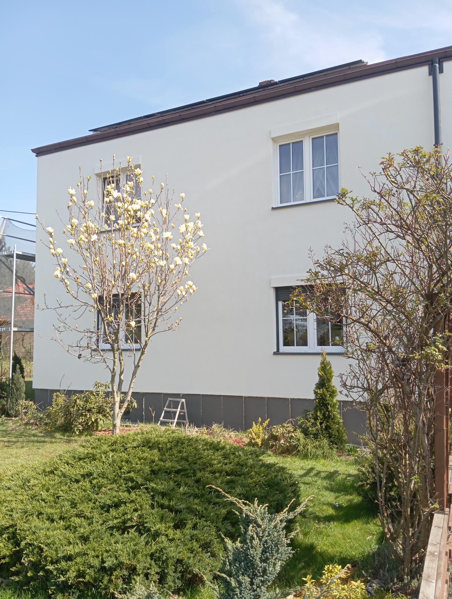 Świeżo pomalowana, jasna elewacja domu z białymi oknami, na tle zielonego trawnika i kwitnącego drzewa magnolii. Widoczne elementy ogrodu i drabina.