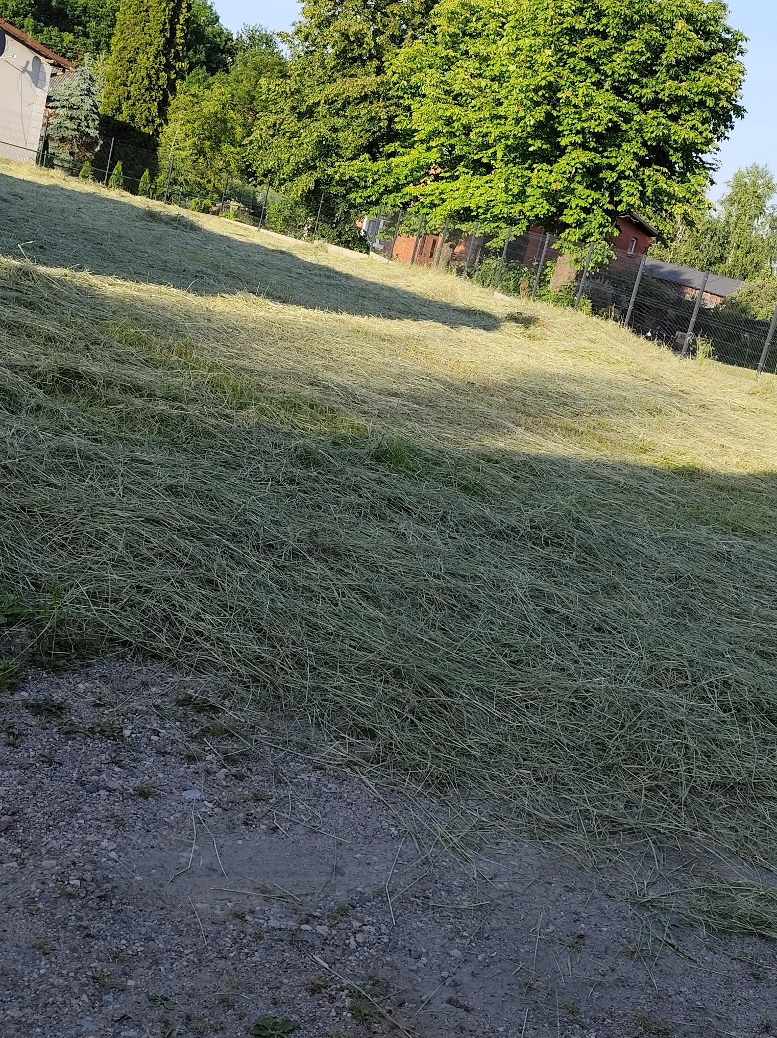 Świeżo skoszone pole trawy z widocznymi pasami cięcia, zarośnięte drzewami i krzewami w tle, przy ogrodzeniu. Zbliżenie na skoszoną trawę.