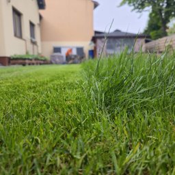 Trawa z rolki Ruda Śląska 2