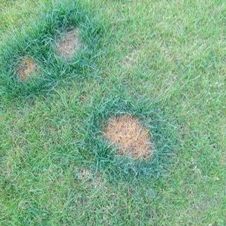 Andrii Ronskyi - Fragment trawnika z widocznymi plamami uschniętej trawy. W dolnej części kadru widoczne stopy w obuwiu typu crocs.