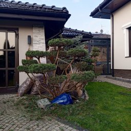 Andrii Ronskyi - Formowane drzewko iglaste w ogrodzie, obok worki z korą, niebieski pojemnik i kamień. Tło: budynek z brązową stolarką okienną i dachem z dachówki.