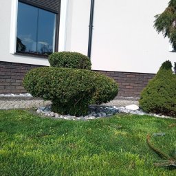 Andrii Ronskyi - Ogród z formowanymi krzewami bukszpanu przy domu z jasną elewacją i oknem z roletą. Widoczny trawnik i kamienne obrzeża rabat.