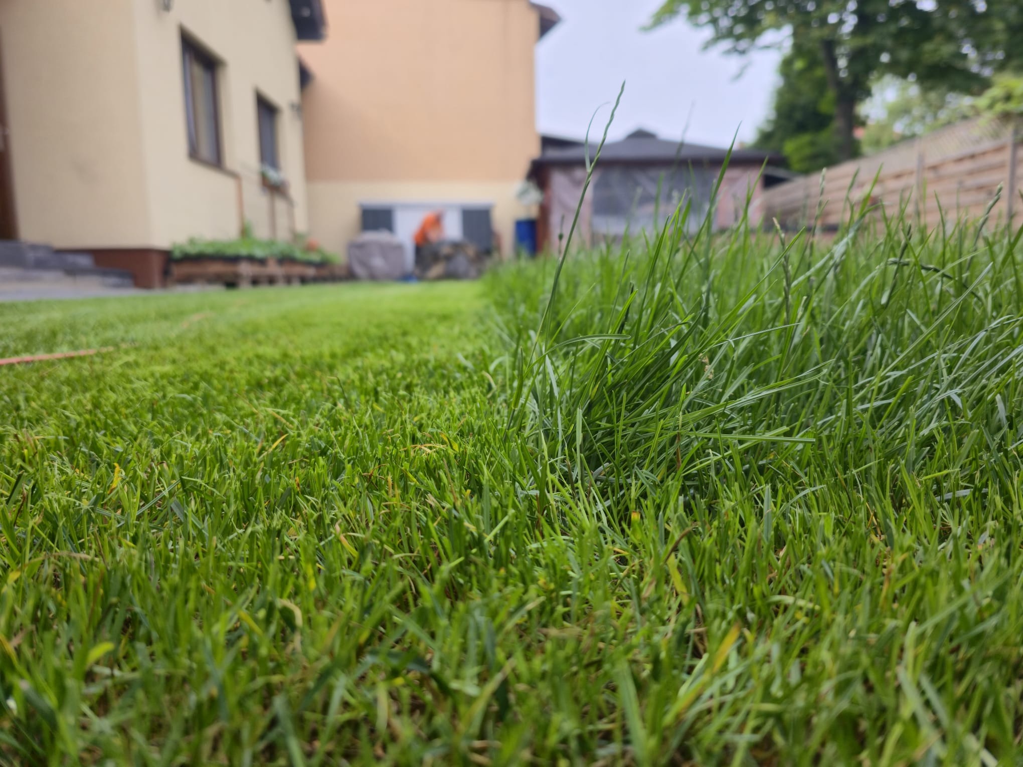 Soczysta, zielona trawa z bliska, z widocznym budynkiem i altaną w tle, sugerująca świeżo założony trawnik i zadbany ogród.