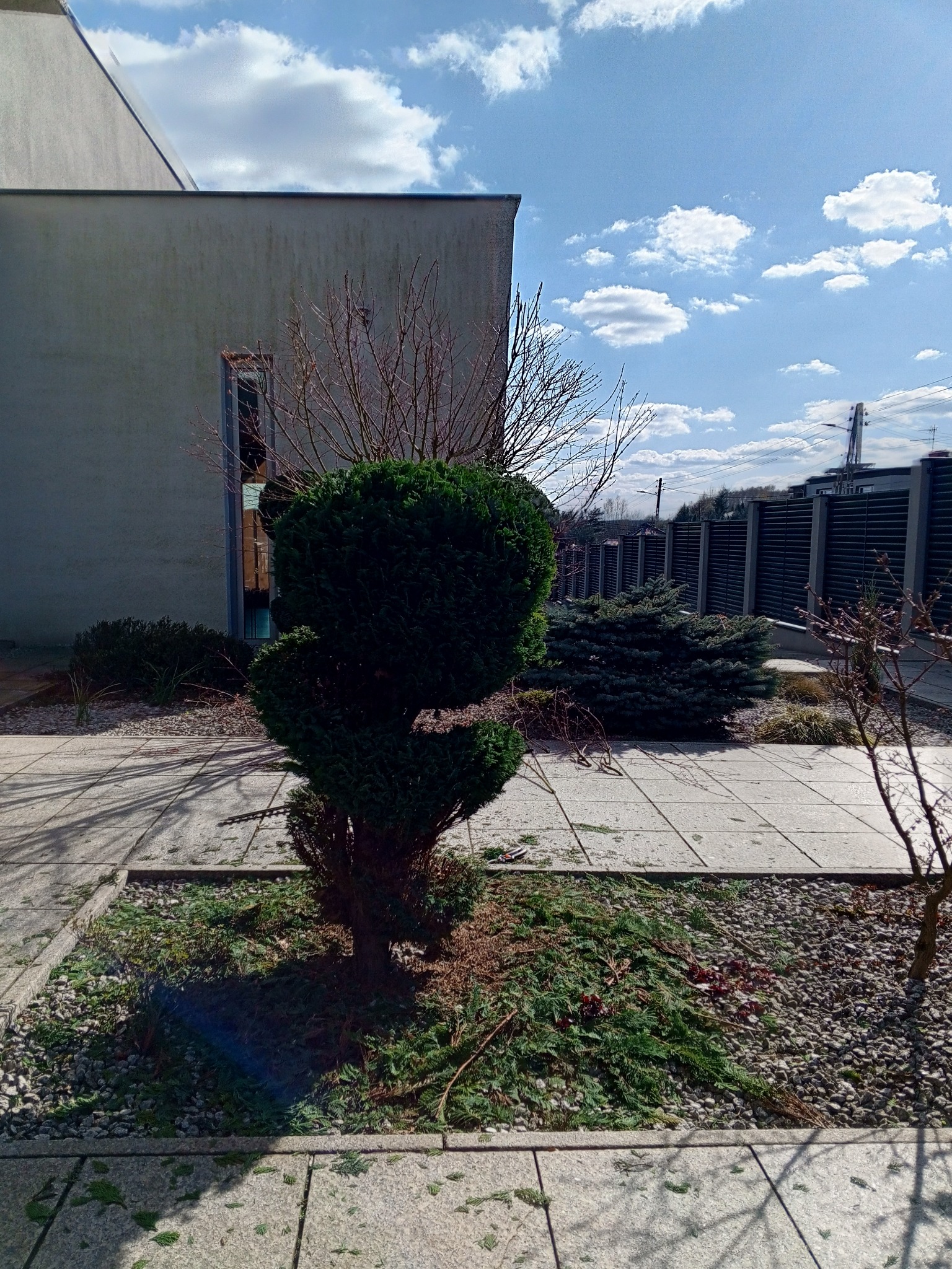 Przycięty ozdobny krzew iglasty na tle budynku i błękitnego nieba z chmurami. Świeżo przycięte gałązki leżą wokół krzewu na kamykach. Widoczne płytki chodnikowe.