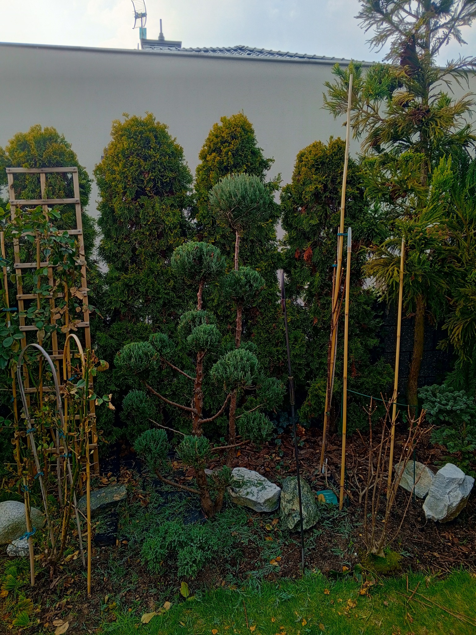 Ogród z formowanymi iglakami i podporami dla roślin pnących na tle białej ściany. Kompozycja z kamieni i igliwia.