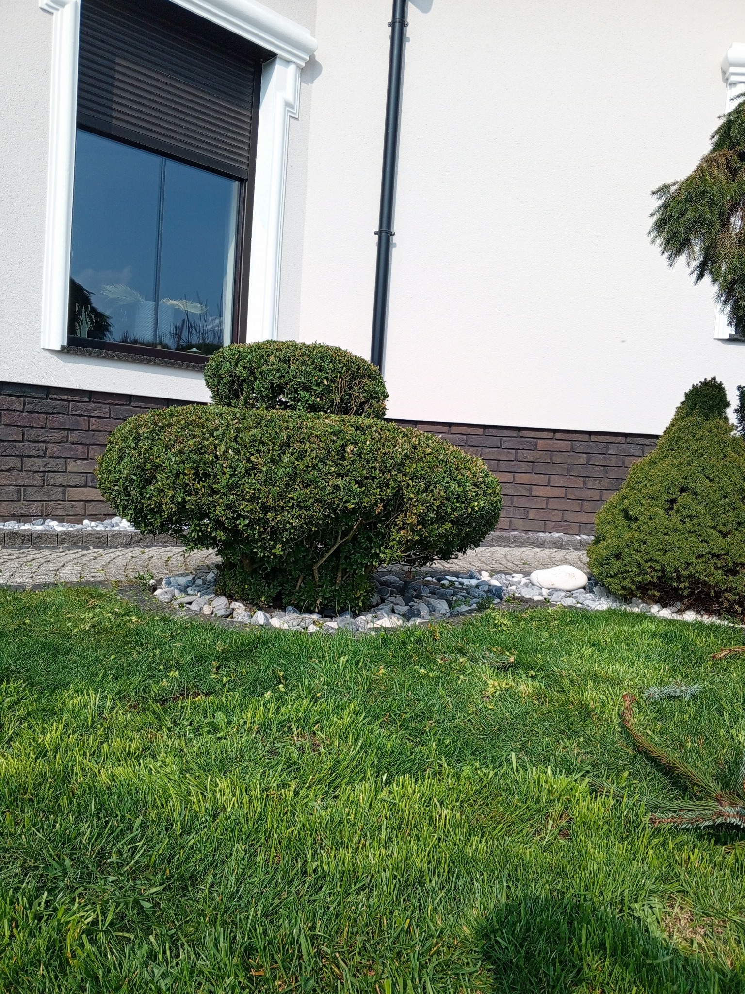 Ogród z formowanymi krzewami bukszpanu przy domu z jasną elewacją i oknem z roletą. Widoczny trawnik i kamienne obrzeża rabat.