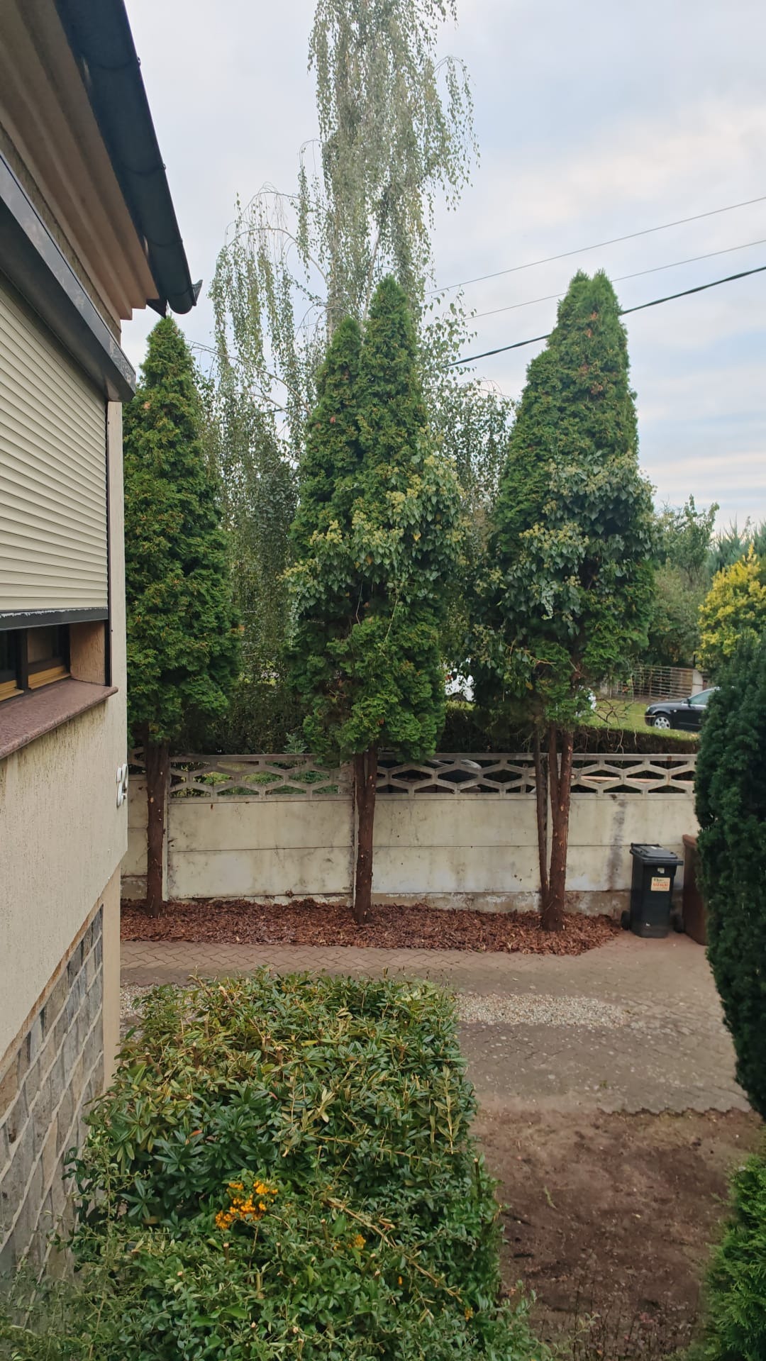 Trzy smukłe tuje kolumnowe posadzone wzdłuż betonowego ogrodzenia, kora rozsypana u podstawy. Widok z góry na zewnątrz domu, szary dzień.