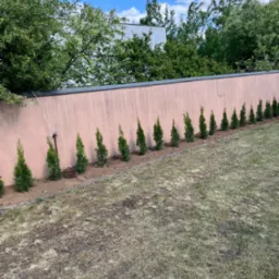 Równy szpaler małych, zielonych drzewek iglastych, posadzonych wzdłuż różowego muru na tle błękitnego nieba z białymi chmurami. Trawa z przesuszonymi fragmentami.