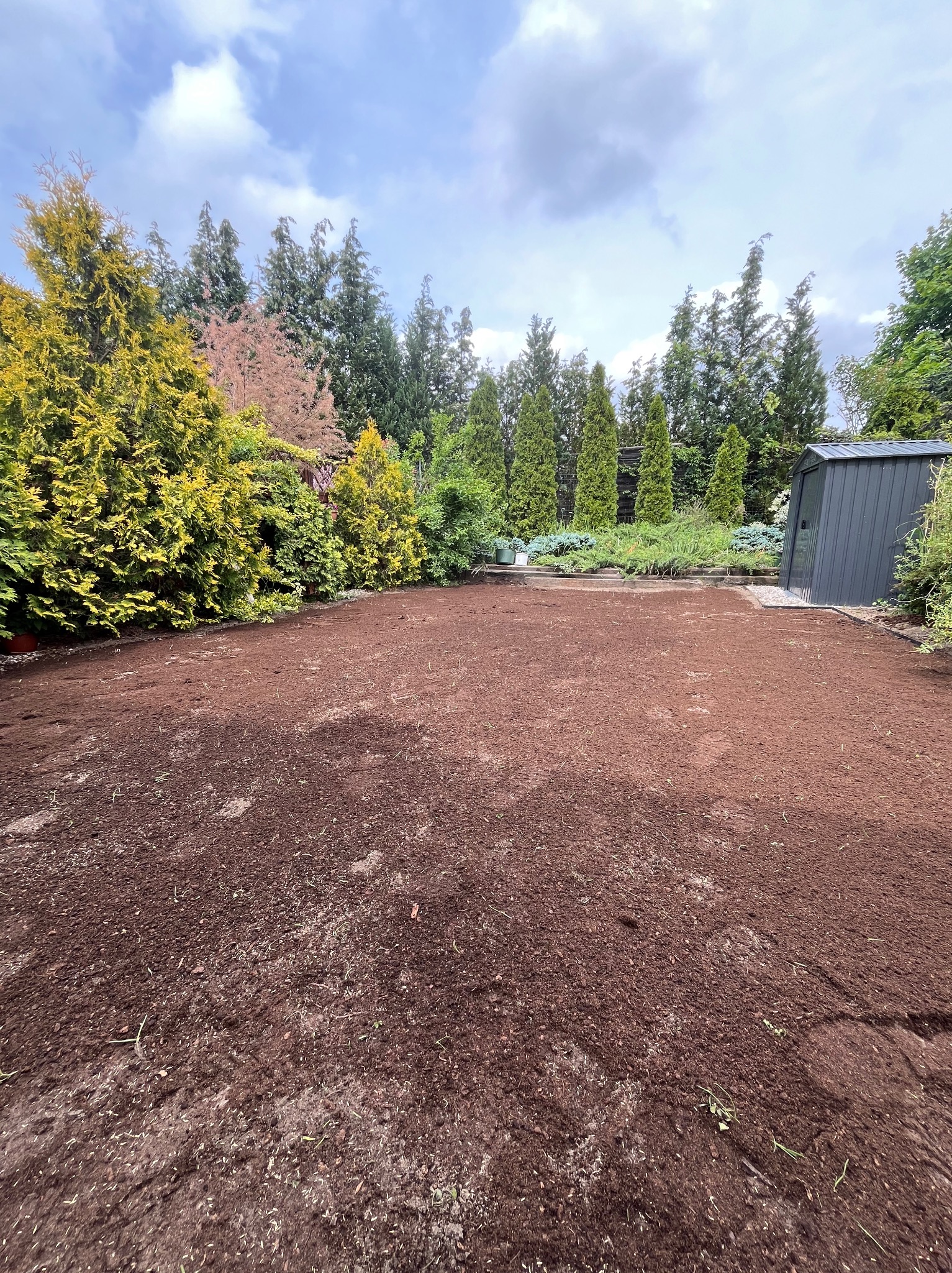 Przygotowany teren pod trawnik z widocznymi młodymi źdźbłami trawy, otoczony drzewami i krzewami, z szarą szopą ogrodową w tle. Wiosenne światło.