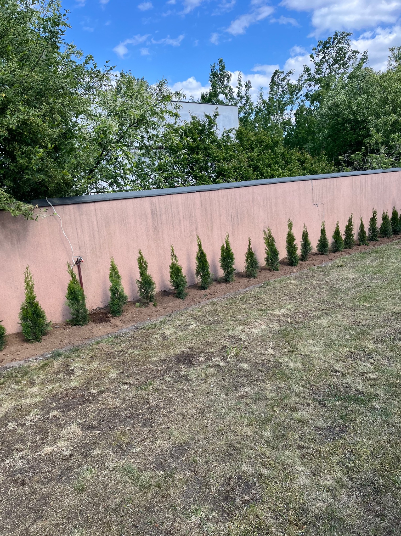 Równy szpaler małych, zielonych drzewek iglastych, posadzonych wzdłuż różowego muru na tle błękitnego nieba z białymi chmurami. Trawa z przesuszonymi fragmentami.